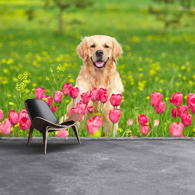Fototapeta Psie tulipány