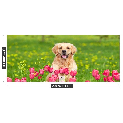 Fototapeta Psie tulipány