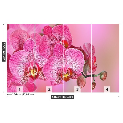 Fototapeta Ružová orchidea