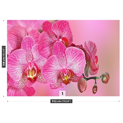 Fototapeta Ružová orchidea