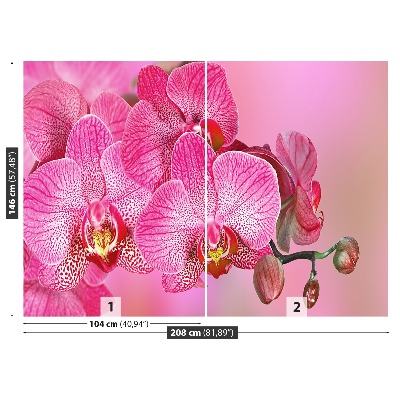 Fototapeta Ružová orchidea