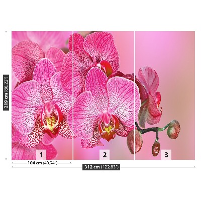 Fototapeta Ružová orchidea