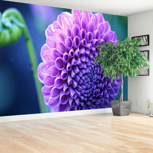 Fototapeta Fialová dahlia