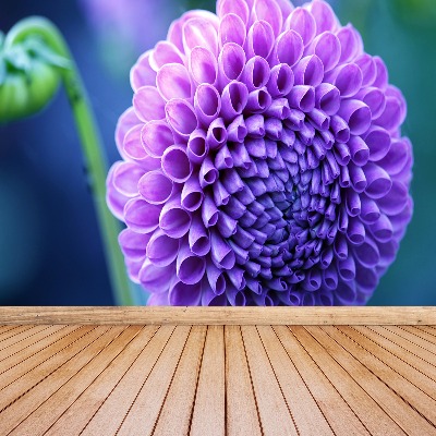 Fototapeta Fialová dahlia