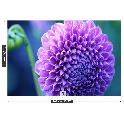 Fototapeta Fialová dahlia