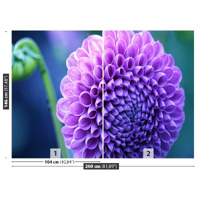 Fototapeta Fialová dahlia