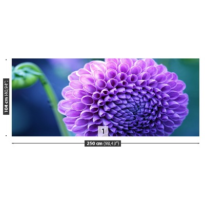 Fototapeta Fialová dahlia