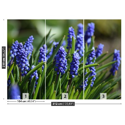 Fototapeta Modré hyacinty