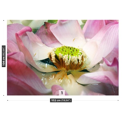 Fototapeta Lotosový kvet