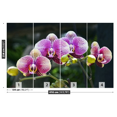 Fototapeta Fialová orchidea