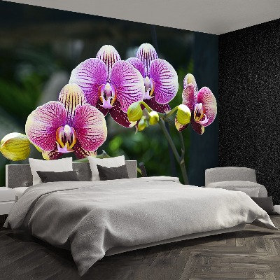 Fototapeta Fialová orchidea