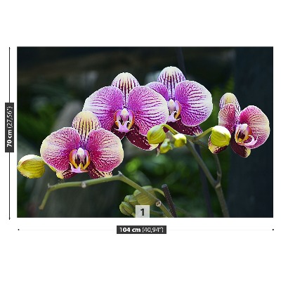 Fototapeta Fialová orchidea