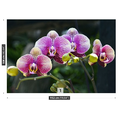 Fototapeta Fialová orchidea