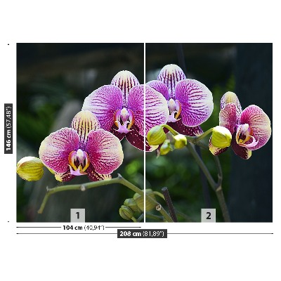 Fototapeta Fialová orchidea