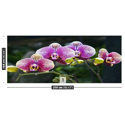 Fototapeta Fialová orchidea