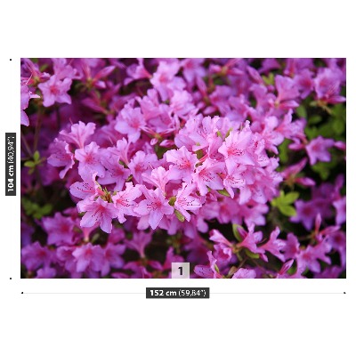 Fototapeta Rhododendron ružový
