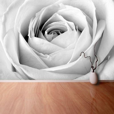 Fototapeta Biela ruža
