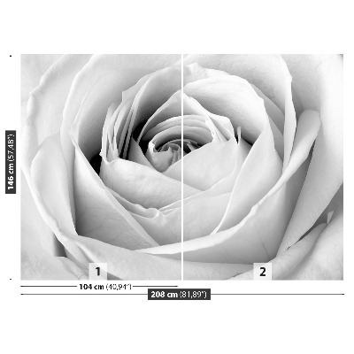 Fototapeta Biela ruža