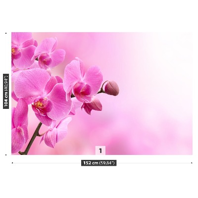 Fototapeta Ružová orchidea