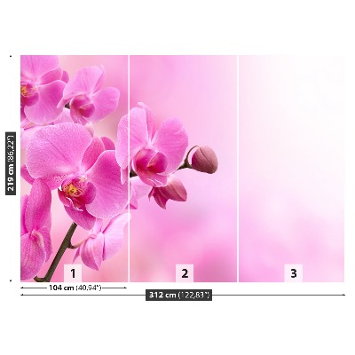 Fototapeta Ružová orchidea