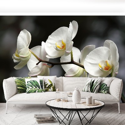 Fototapeta Biela orchidea
