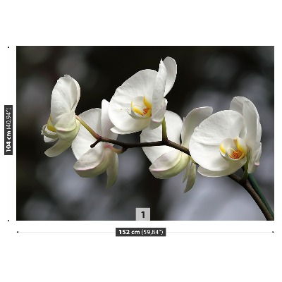 Fototapeta Biela orchidea