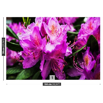 Fototapeta Fialové kvety