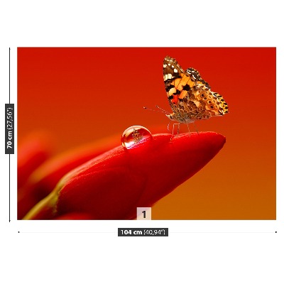 Fototapeta Motýľ tulipán
