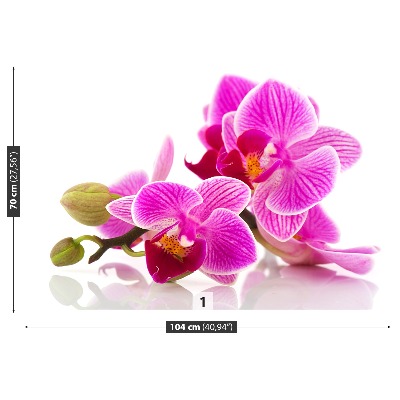Fototapeta Kvety orchideí