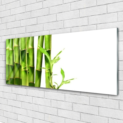 Obraz na akrylátovom skle Bambus rastlina