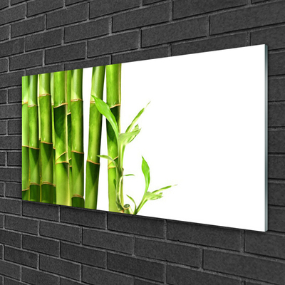 Obraz na akrylátovom skle Bambus rastlina