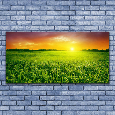 Obraz na akrylátovom skle Obilie pole východ slnka