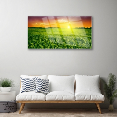 Obraz na akrylátovom skle Obilie pole východ slnka