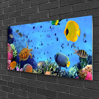 Obraz na akrylátovom skle Koralový útes ryba príroda