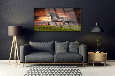 Obraz na akrylátovom skle Čierny kôň lúka zvieratá