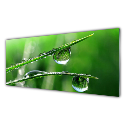 Obraz na akrylátovom skle Tráva rosa kvapky