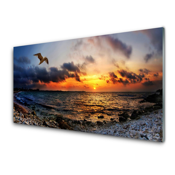 Obraz na akrylátovom skle Čajka more pláž krajina
