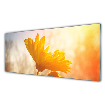 Obraz na akrylátovom skle Slnečnica
