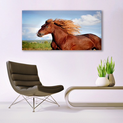 Obraz na akrylátovom skle Kôň zvieratá