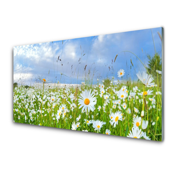 Obraz na akrylátovom skle Lúka sedmokrásky príroda