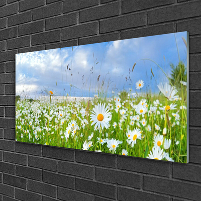 Obraz na akrylátovom skle Lúka sedmokrásky príroda