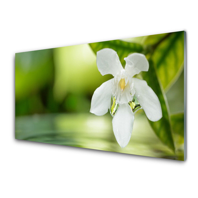 Obraz na akrylátovom skle Kvet listy