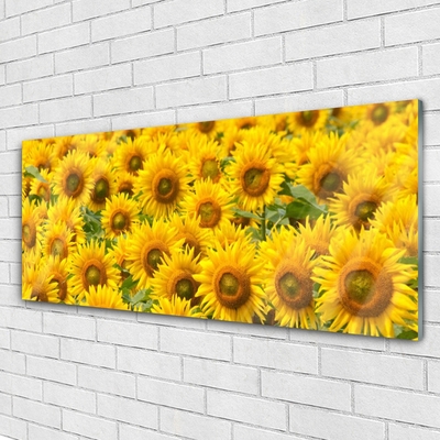 Obraz na akrylátovom skle Slunecznice rastlina