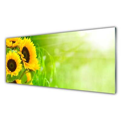 Obraz na akrylátovom skle Slnečnicami rastlina