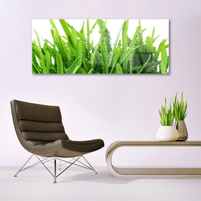 Obraz na akrylátovom skle Tráva rastlina