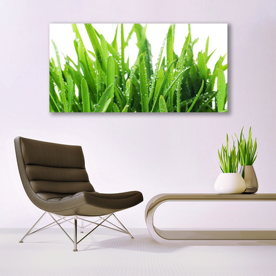 Obraz na akrylátovom skle Tráva rastlina