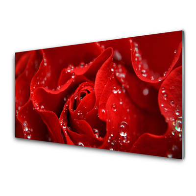 Obraz na akrylátovom skle Ruže kvet rastlina