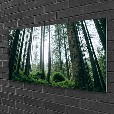 Obraz na akrylátovom skle Les príroda