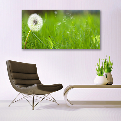 Obraz na akrylátovom skle Púpava tráva rastlina