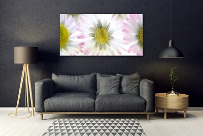Obraz na akrylátovom skle Sedmokráska rastlina príroda